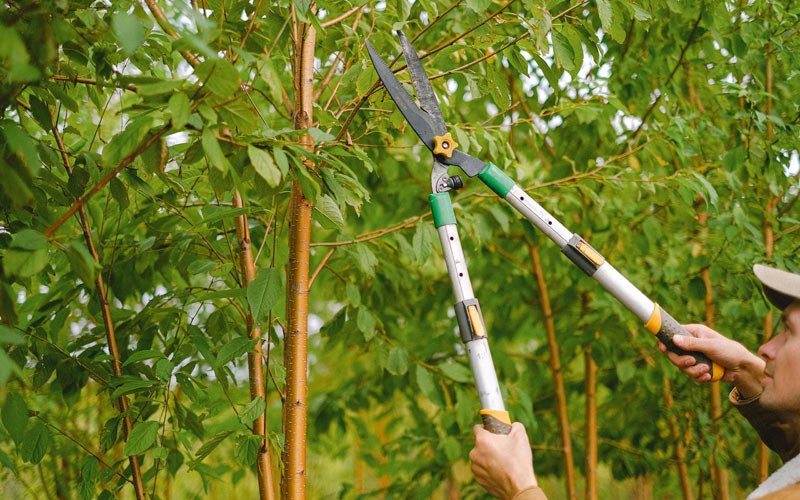 Tree trimming in Indian Hills, CO